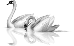 a pair of swans